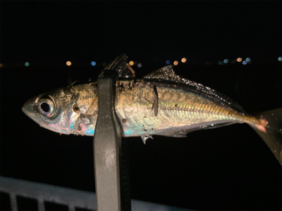 「釣り納め」のつもりで行ったのに！