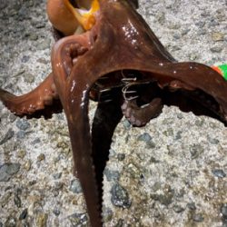 タコ釣り