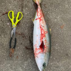 ジグパラで青物