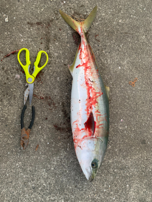 ジグパラで青物