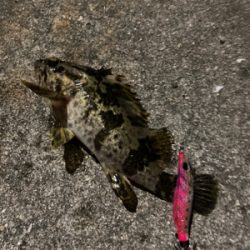 ヒイカ釣れません