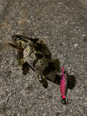 ヒイカ釣れません