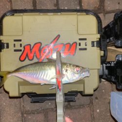 型狙いのはずが