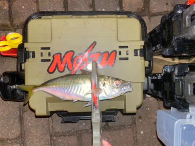 型狙いのはずが