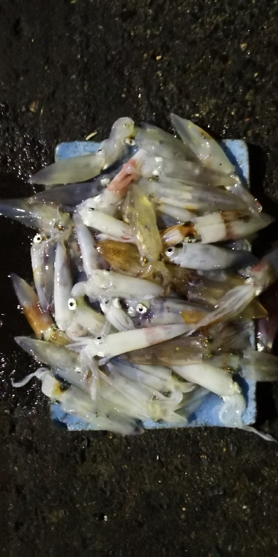 アジング練習 242  ヒイカ調査