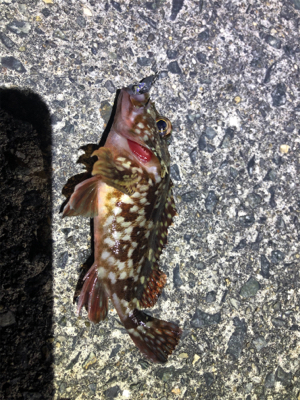 今年の釣り納めに友達と