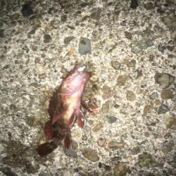 ひさびさの釣行が…