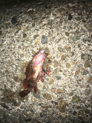 ひさびさの釣行が…