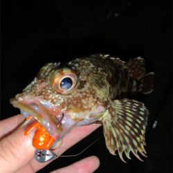 久しぶりの釣果