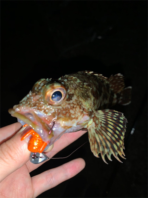 久しぶりの釣果