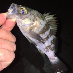 寒いけどメバリング