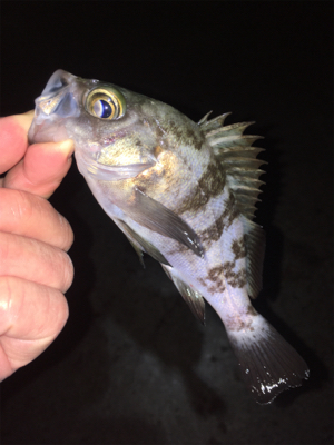 寒いけどメバリング