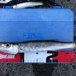 夕マズメのカマス