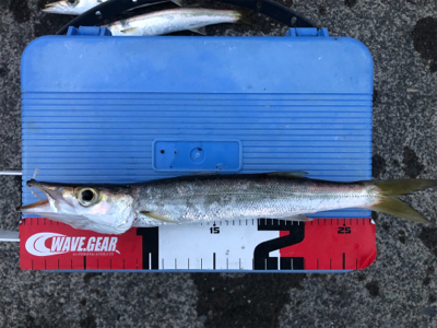 夕マズメのカマス