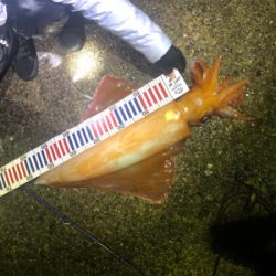 アカイカ 90cm アコウ他