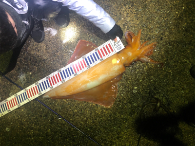 アカイカ 90cm アコウ他