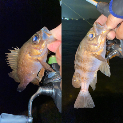 アジングのはずが？