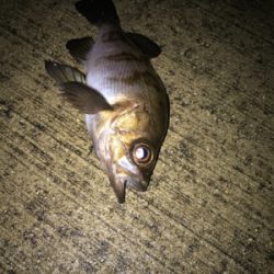 クリスマスイブの釣行！