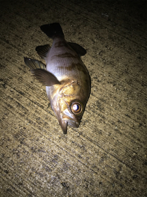 クリスマスイブの釣行！