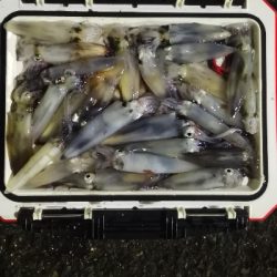 アジング練習 243 ヒイカ調査