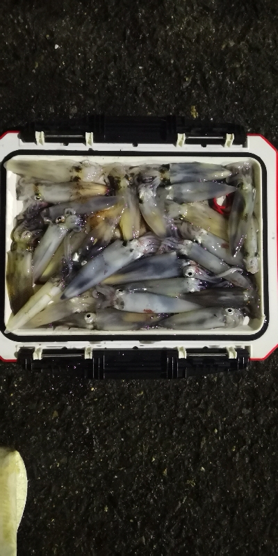 アジング練習 243 ヒイカ調査