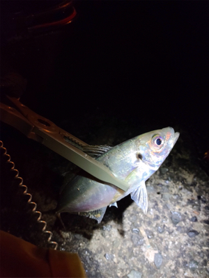 アジング初心者1釣行