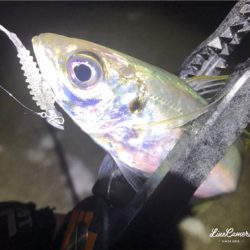 爆風極寒激渋アジング