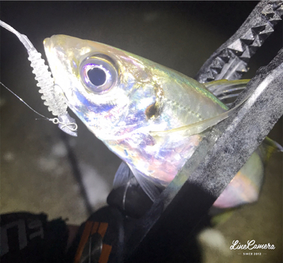 爆風極寒激渋アジング