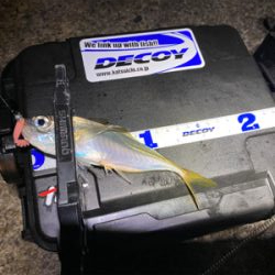 色々釣れるそれがアジング