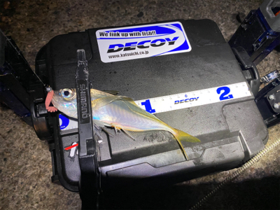 色々釣れるそれがアジング