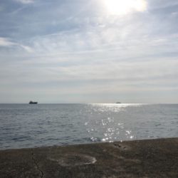 久しぶりのメジロ