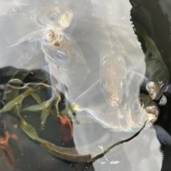 朝マヅメアジング！