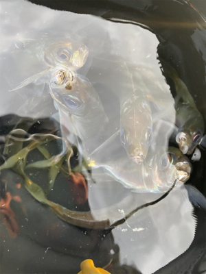 朝マヅメアジング！