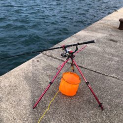 クリスマスアオリ