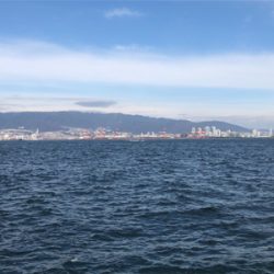 ハマチとサゴシ終了?