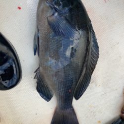 ヒラメリベンジ