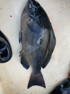 ヒラメリベンジ