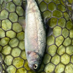 エリアトラウト