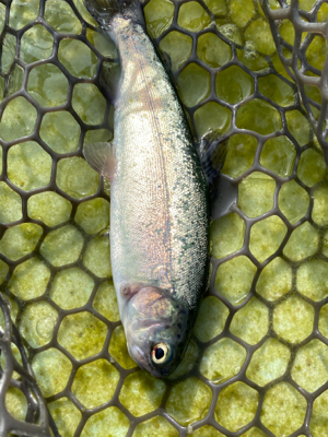 エリアトラウト