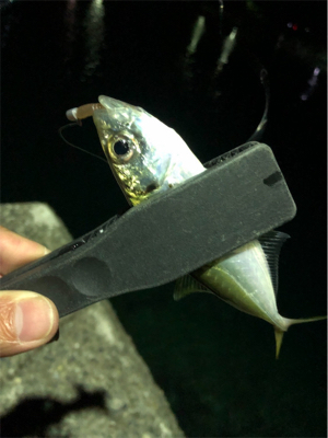 癒しのライトゲーム♪