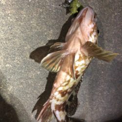 チニングがガシラングに