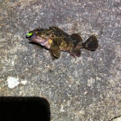 釣り納めロックフィッシュ