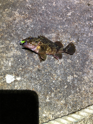 釣り納めロックフィッシュ