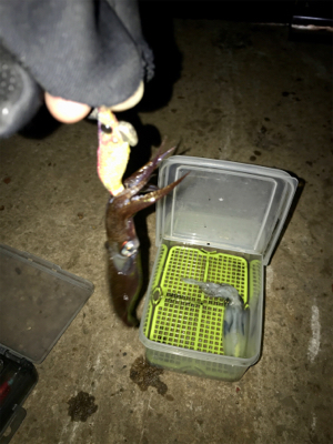 やっぱり渋いヒイカ釣り(＞＜)