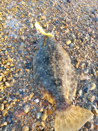 ワームでヒラメ