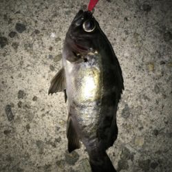 メバル開幕！2020ライトゲーム第40戦