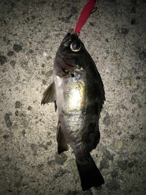 メバル開幕！2020ライトゲーム第40戦