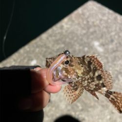 ほのぼのライトゲーム