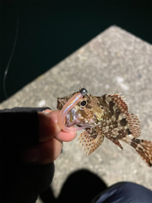 ほのぼのライトゲーム