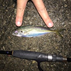 初ライトフィッシング